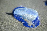 Pacific-Coast--12