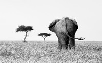 Limited Edition Prints