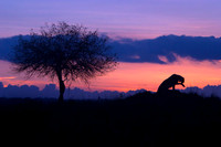 African Wildlife